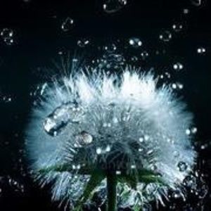 Meet your Posher, Abdul